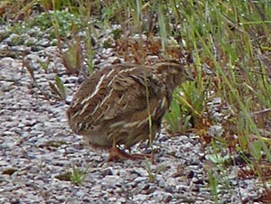Female Common Quail - Coturnix coturnix © John Muddeman